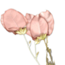 Crazytulip