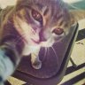 puss2puss