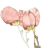 Crazytulip